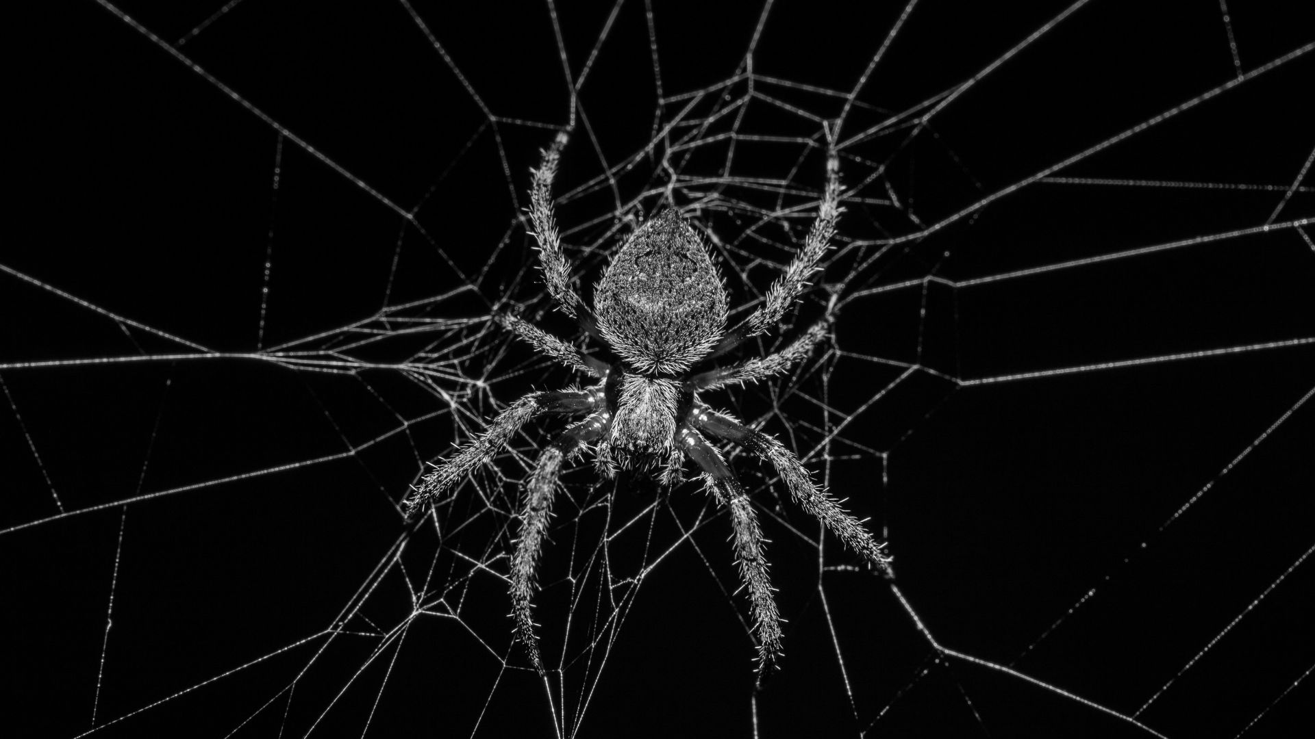 grayscale photography of spider