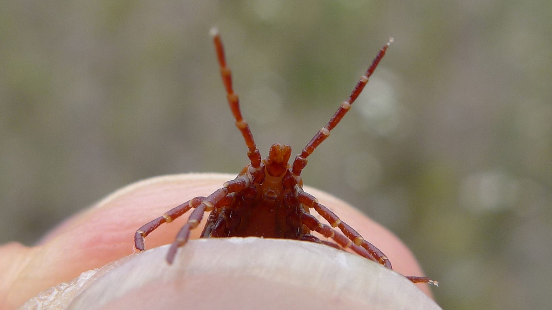 File:A Tick in the hand (6368332077).jpg