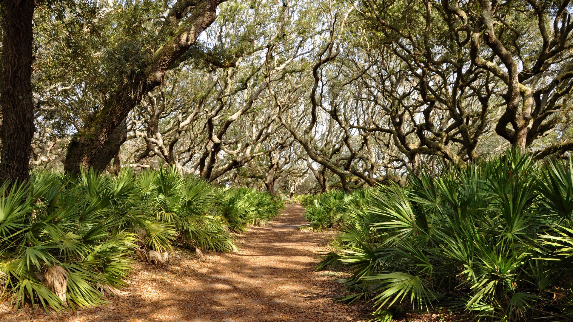 Trail, Cumberland Island, Georgia, USA