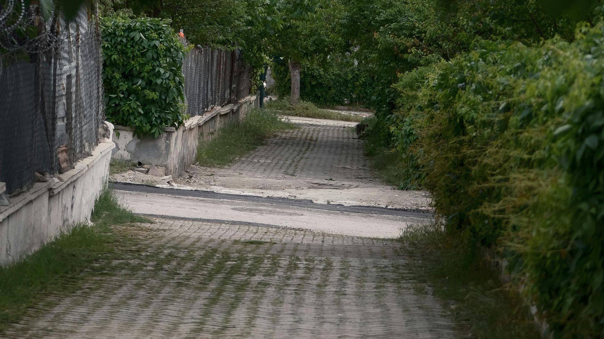 A quiet, leafy alleyway with cobblestone path flanked by fences and lush greenery.