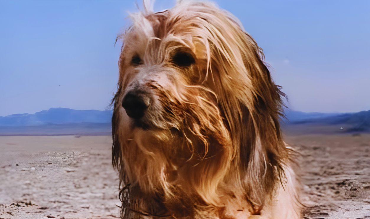 Screenshot from A Boy and His Dog (1975)