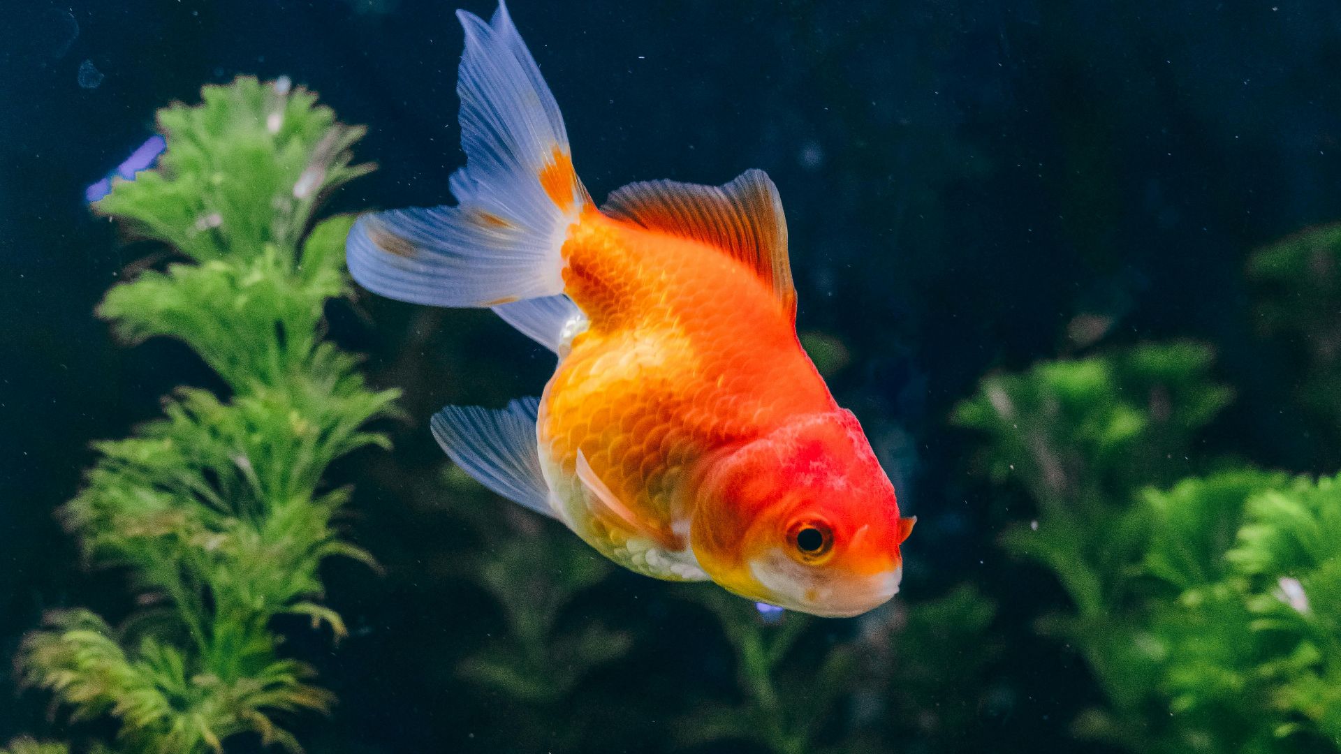 Vibrant goldfish with lush aquatic plants in an Indonesian aquarium.