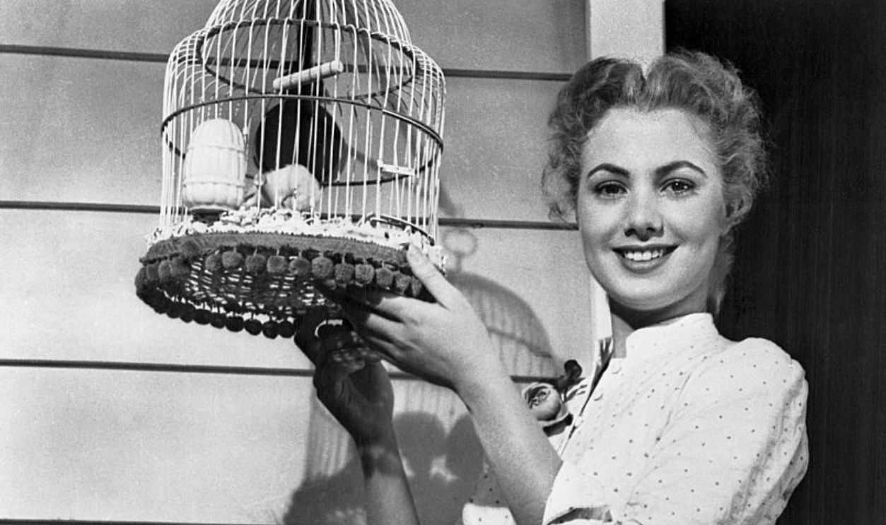 (Original Caption) Shirley Is a Pert Laurey. Shirley (A) -- She's Laurey. Pert, winsome 20 year old Shirley Jones, 