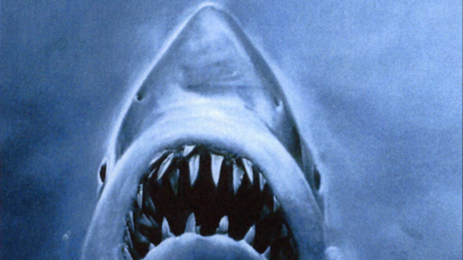 Image from cover of Jaws book.