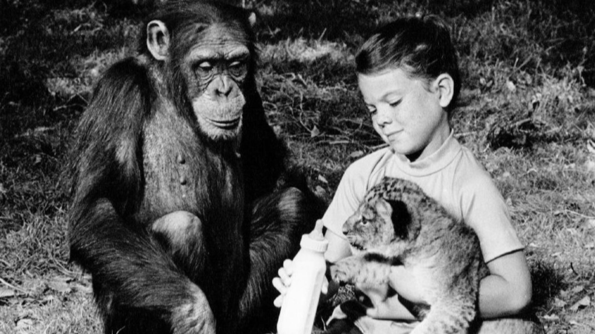 Photo of Erin Moran, Judy and a lion cub from the television program Daktari.