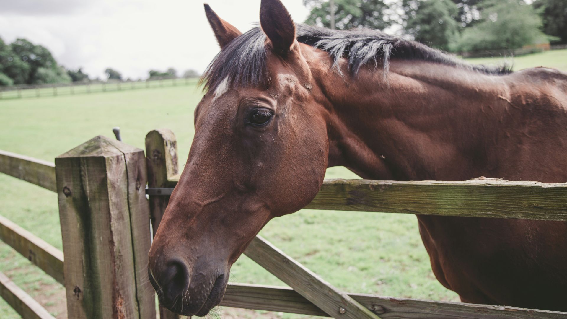 a brown horse standing next to a wooden fence