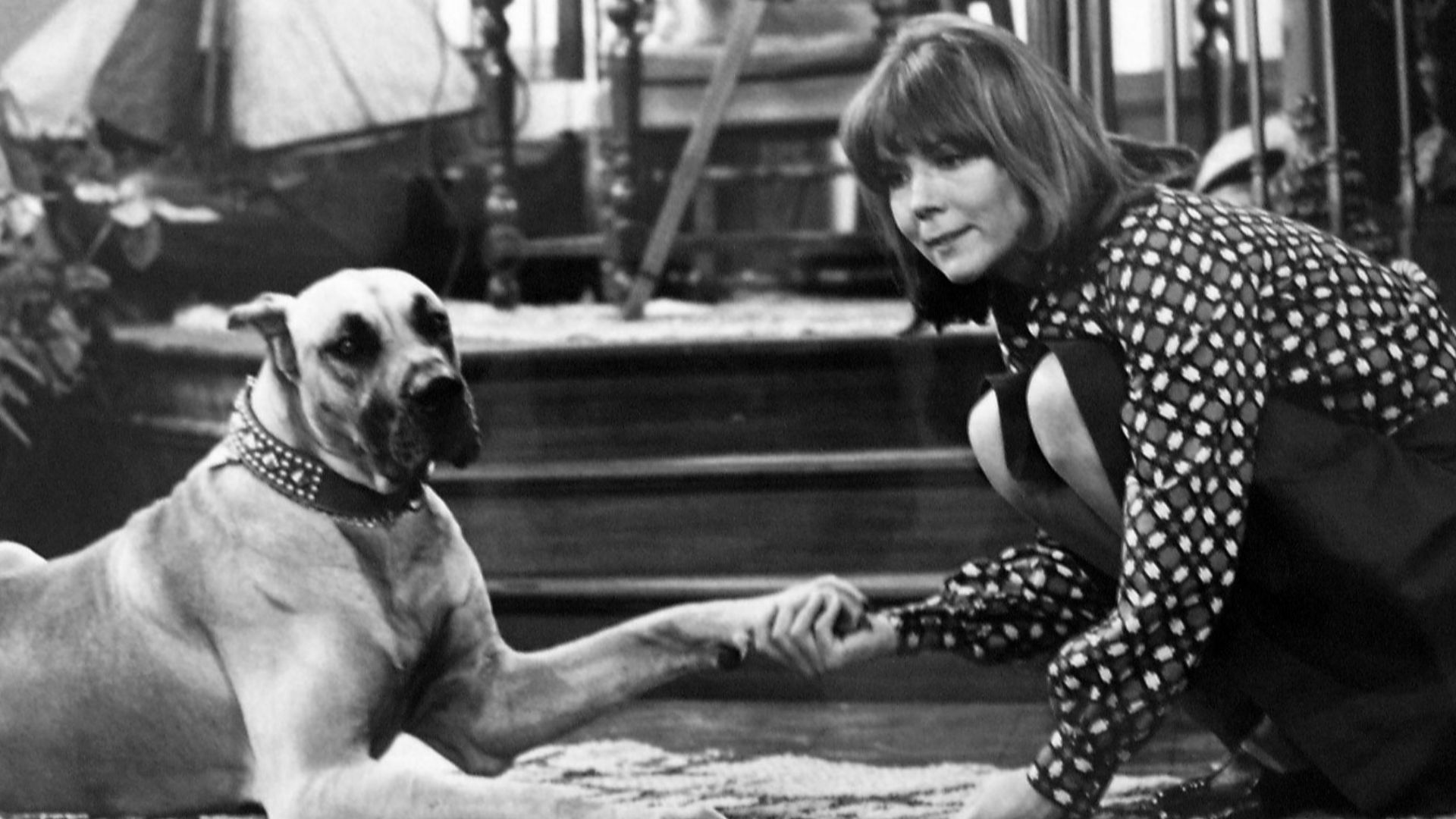 Photo of Diana Rigg as Diana Smythe and her roommate, Gulliver, from the television program Diana.