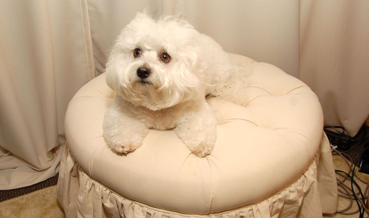 Sammie (Barbra Streisand's dog) during Barbra Streisand in Concert - Backstage and Audience - October 9th, 2006 at Madison Square Garden in New York City, New York, United States.