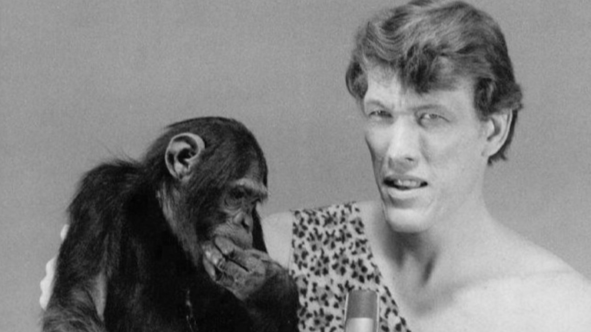 Photo of Ted Cassidy as Tarzan and Cheeta from the television game show Storybook Squares.  Cassidy was best known for his role as Lurch the butler on The Addams Family. The program was a children's version of the adult game show Hollywood Squares.