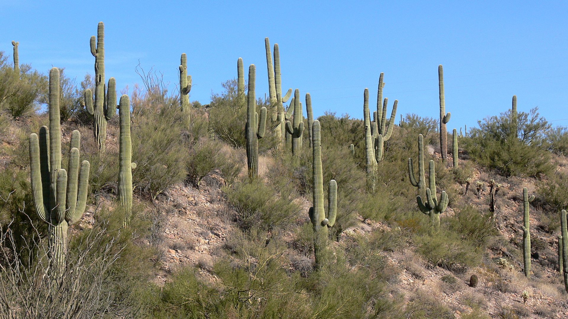 File:Sonoran Desert N of Phx AZ 40951.JPG