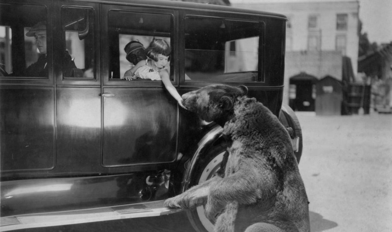 View of a young girl as she reaches out of a car window to pet a bear, 1920s or 1930s. 