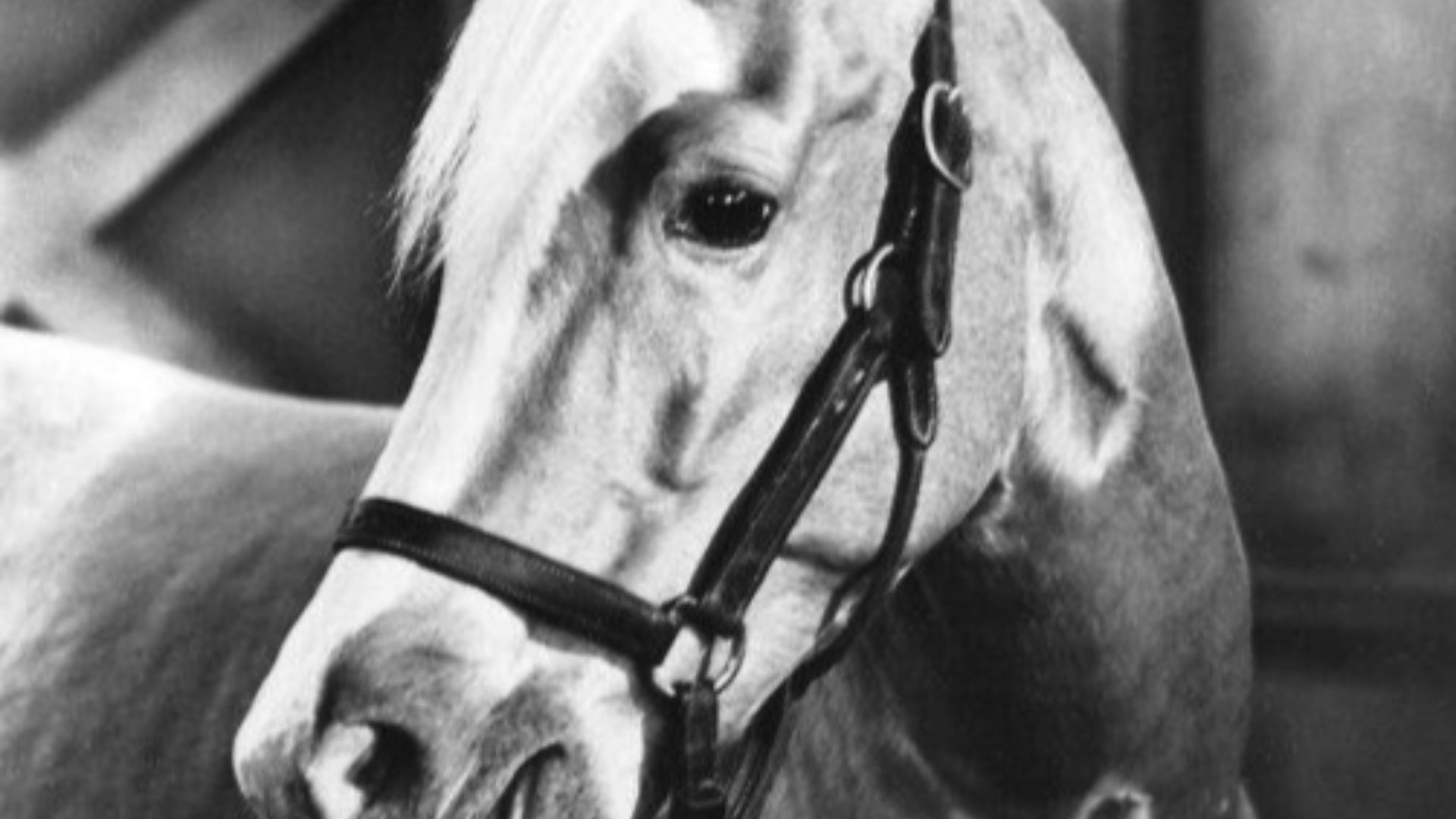 Photo of Mister Ed from the television program Mister Ed.