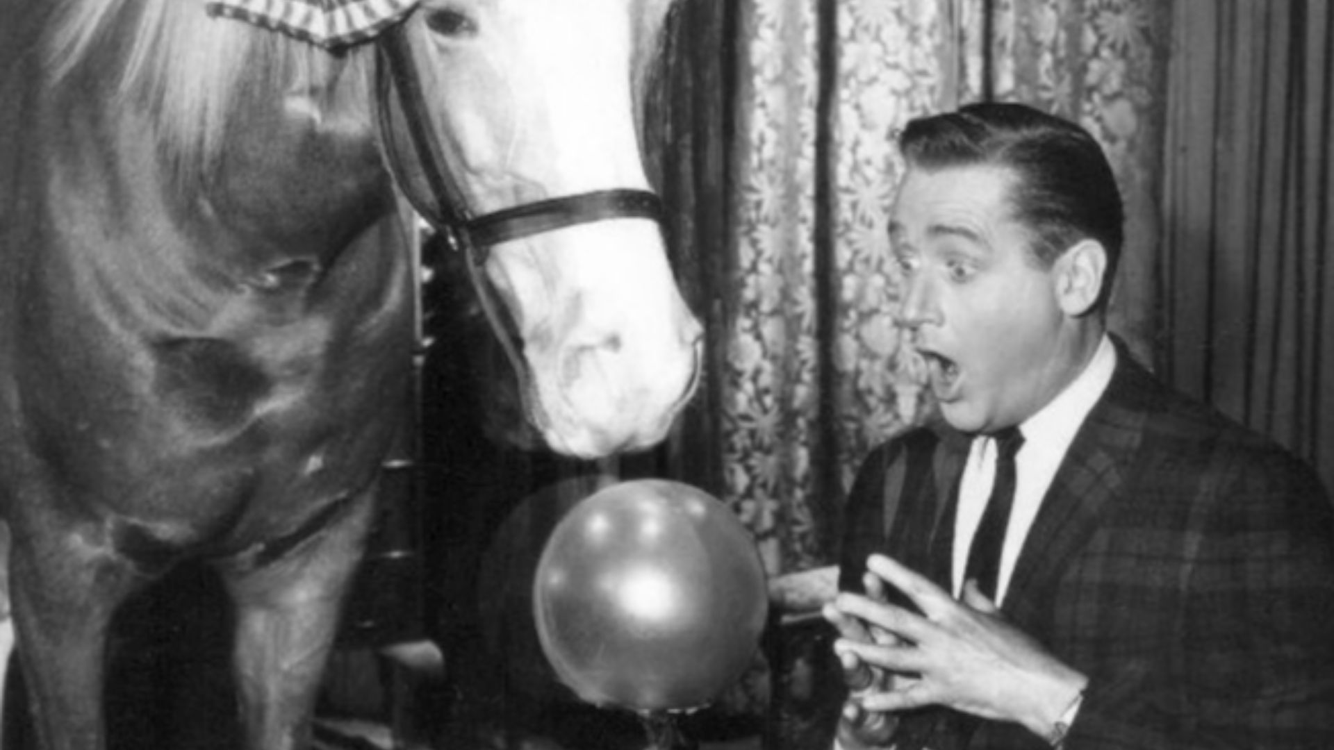Photo of Alan Young as Wilbur Post and Mister Ed from the television program Mister Ed.