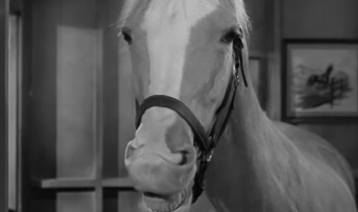Screenshot from Mister Ed (1961–1966)