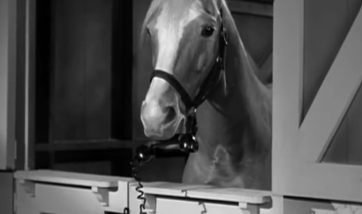 Screenshot from Mister Ed (1961–1966)