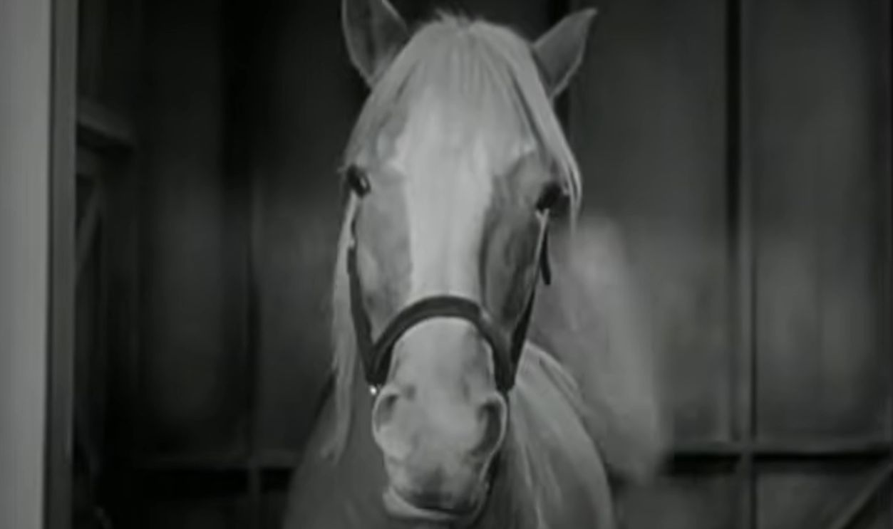 Screenshot from Mister Ed (1961–1966)
