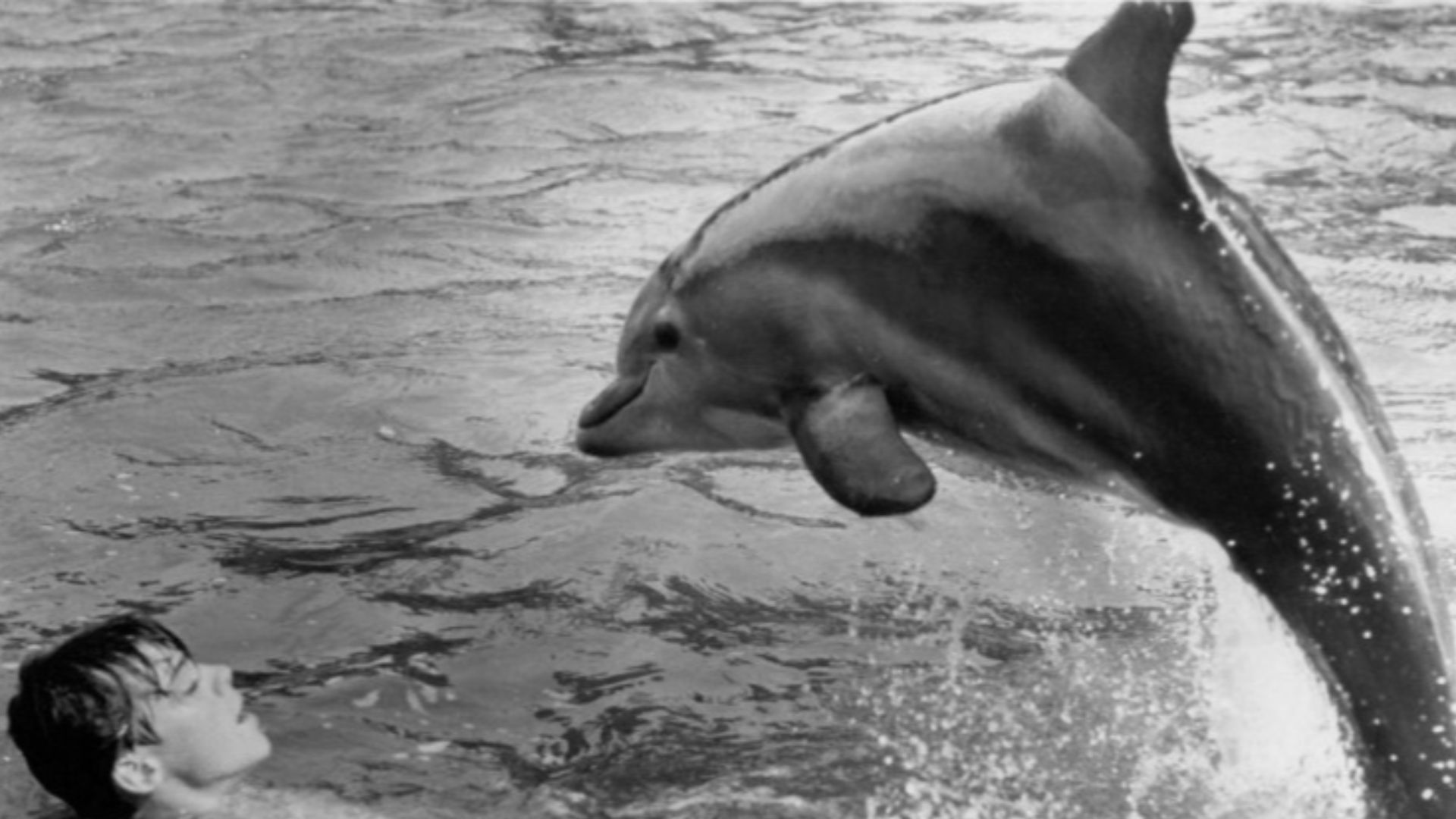Publicity photo of teen actor Luke Halpin as Sandy Ricks with one of the dolphin performers in the 1964 feature film Flipper's New Adventure.