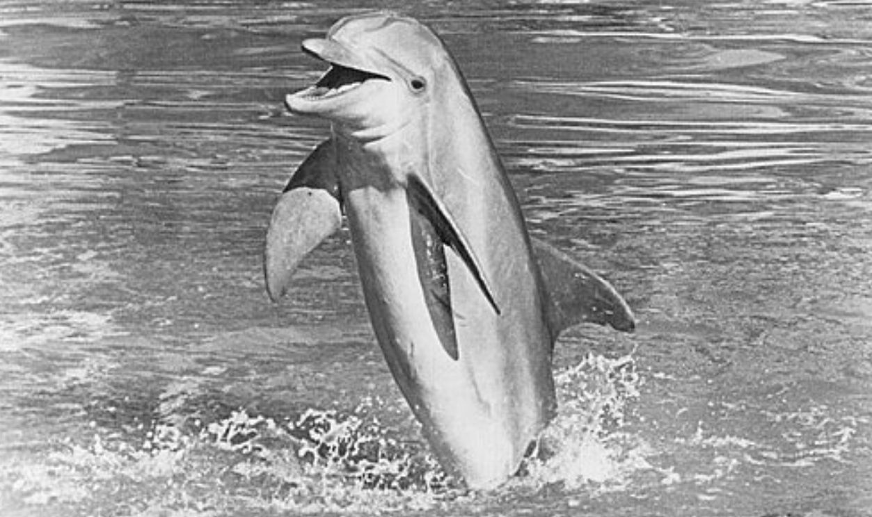 Publicity photo of the dolphin performer known as