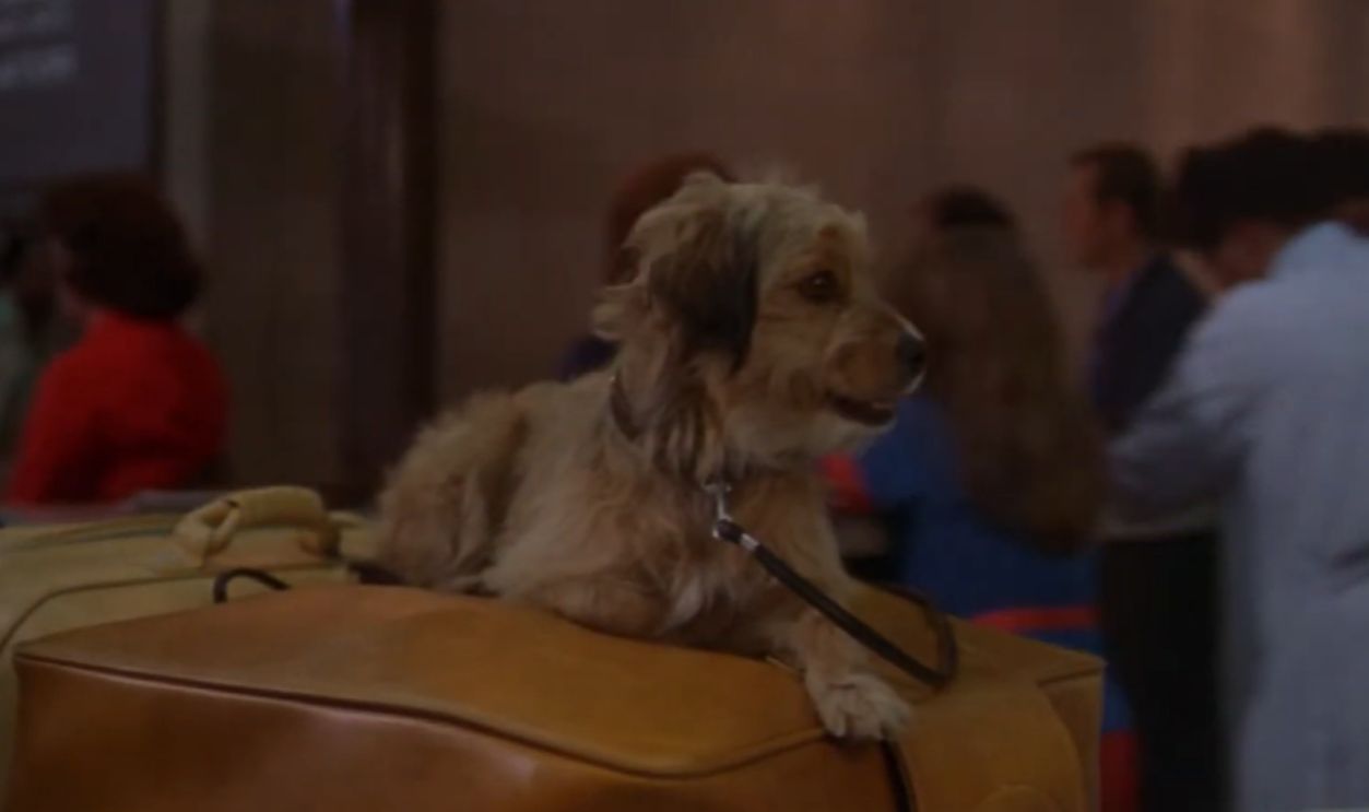 Screenshot from For the Love of Benji (1977) 