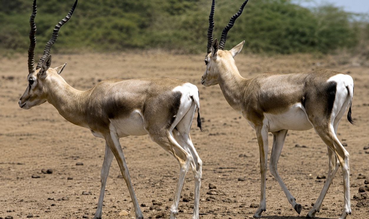 Screenshot from Wild, Wild World of Animals (1973-1978) 