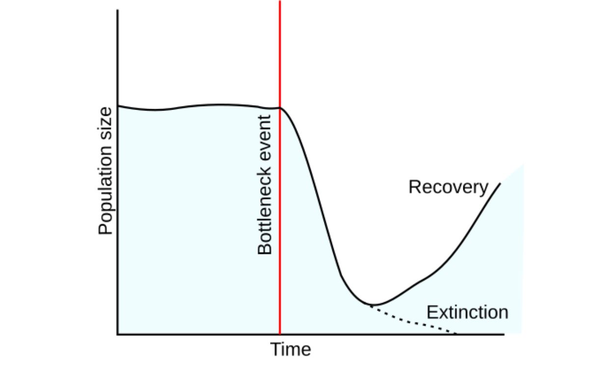 Population bottleneck