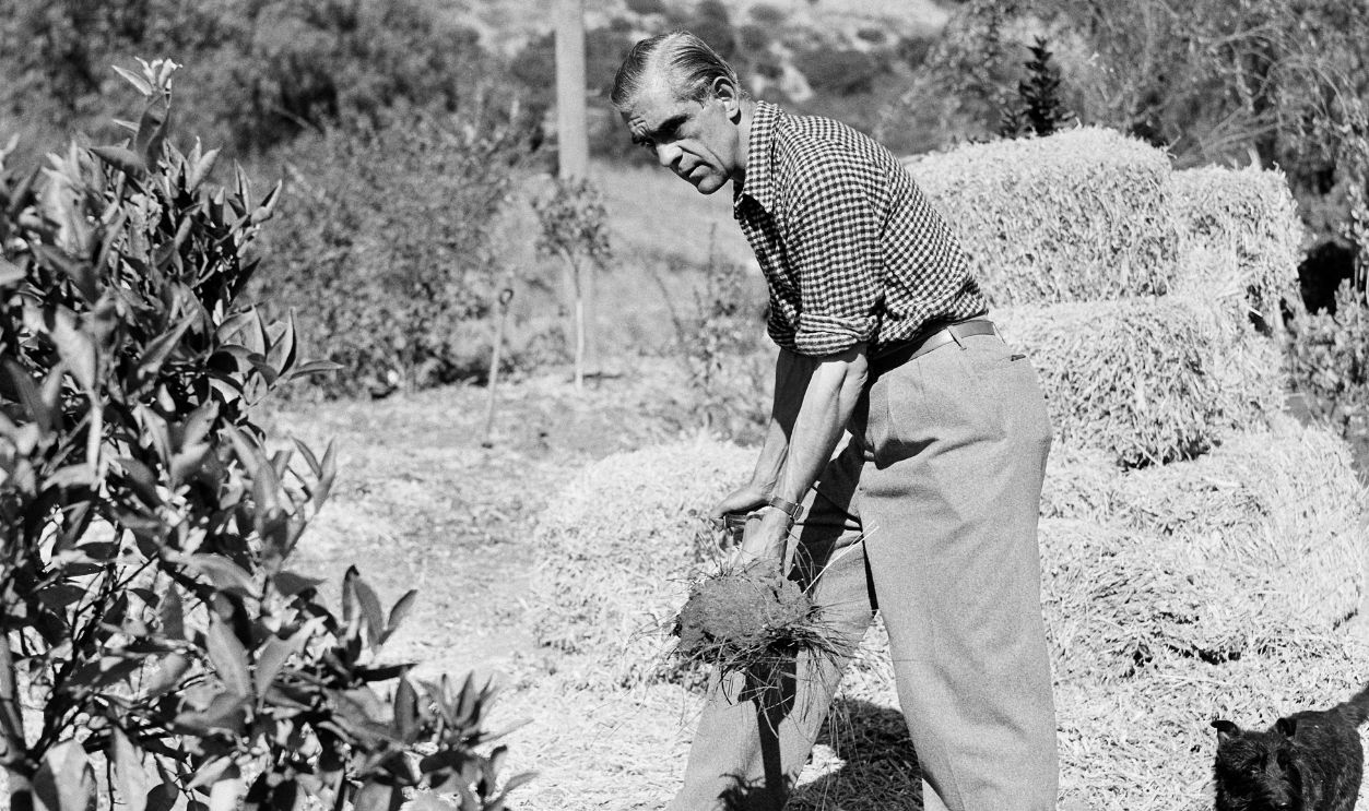 Actor Boris Karloff shovels hay in his garden at home in Los Angeles, California. 