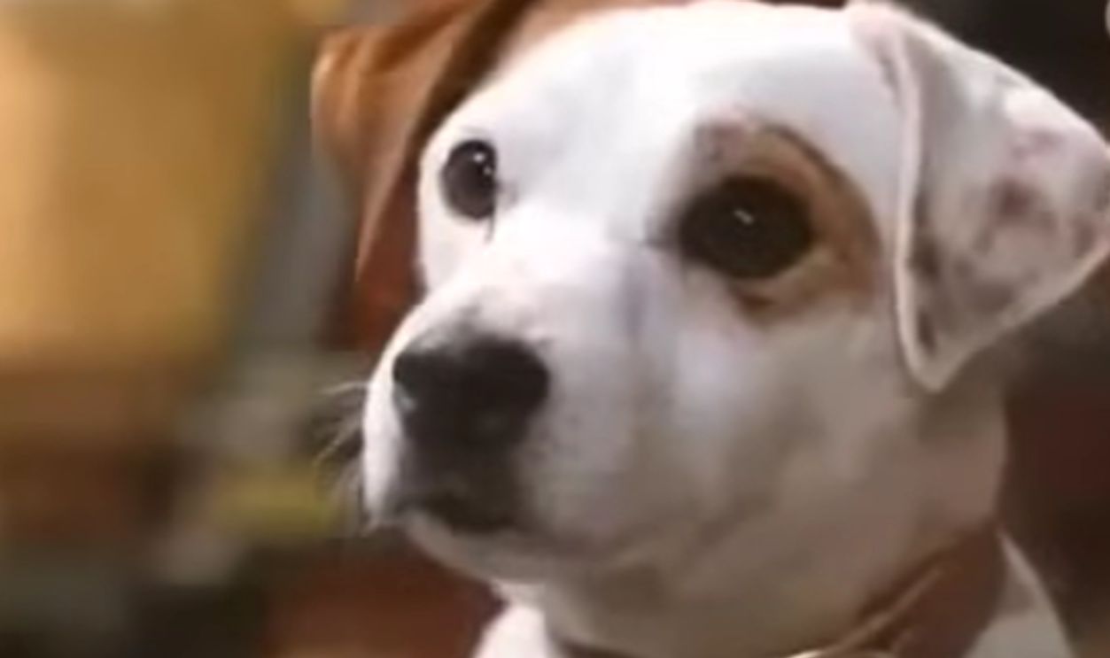 Screenshot from Wishbone (1994–1997)