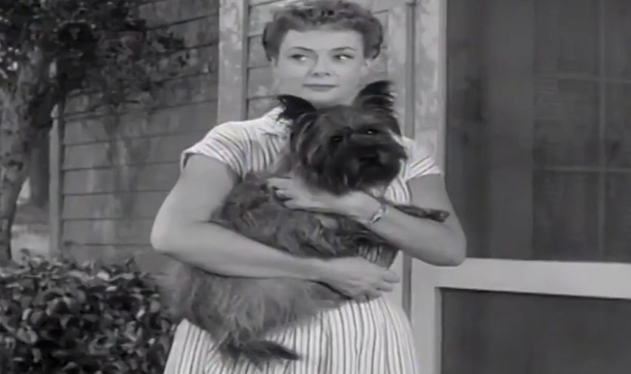 Screenshot from Lassie, CBS (1954–1971); First-run Syndication (1971–1973)