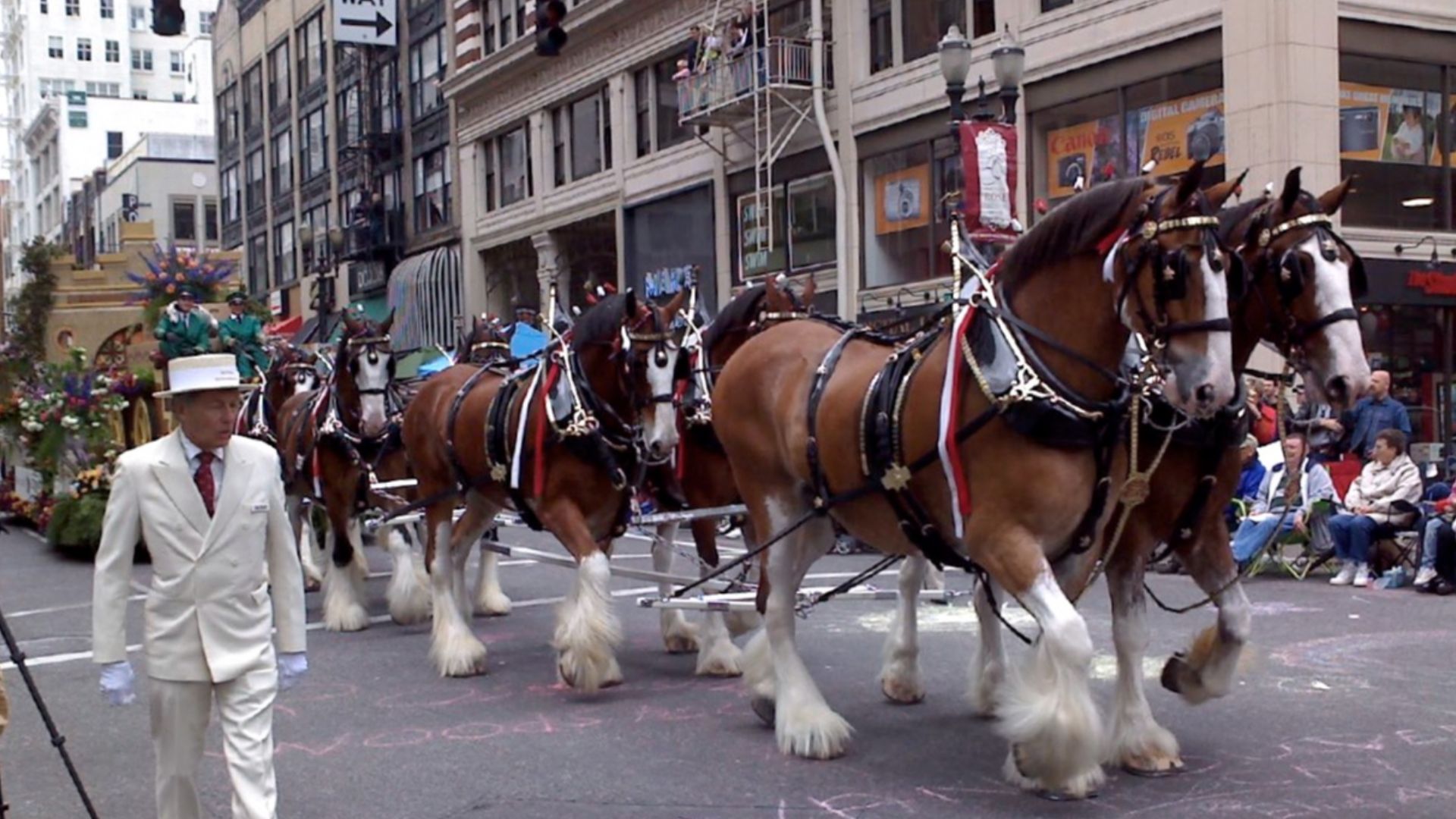 The Budweiser Clydesdale horses pull a float in the 2008 Grand Floral Parade of the annual Portland Rose Festival, in Portland, Oregon.