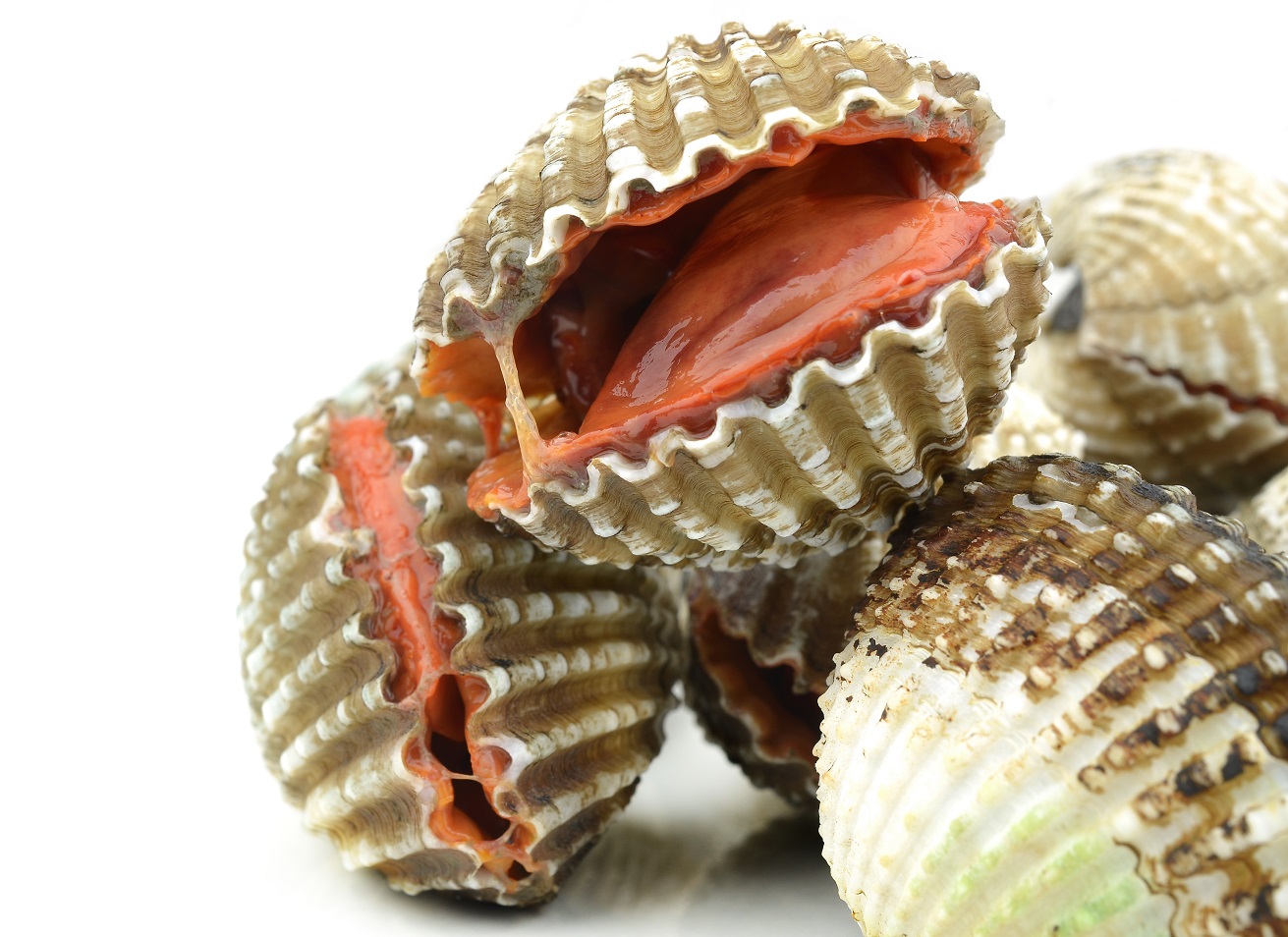 Blood cockle isolated on white background.
