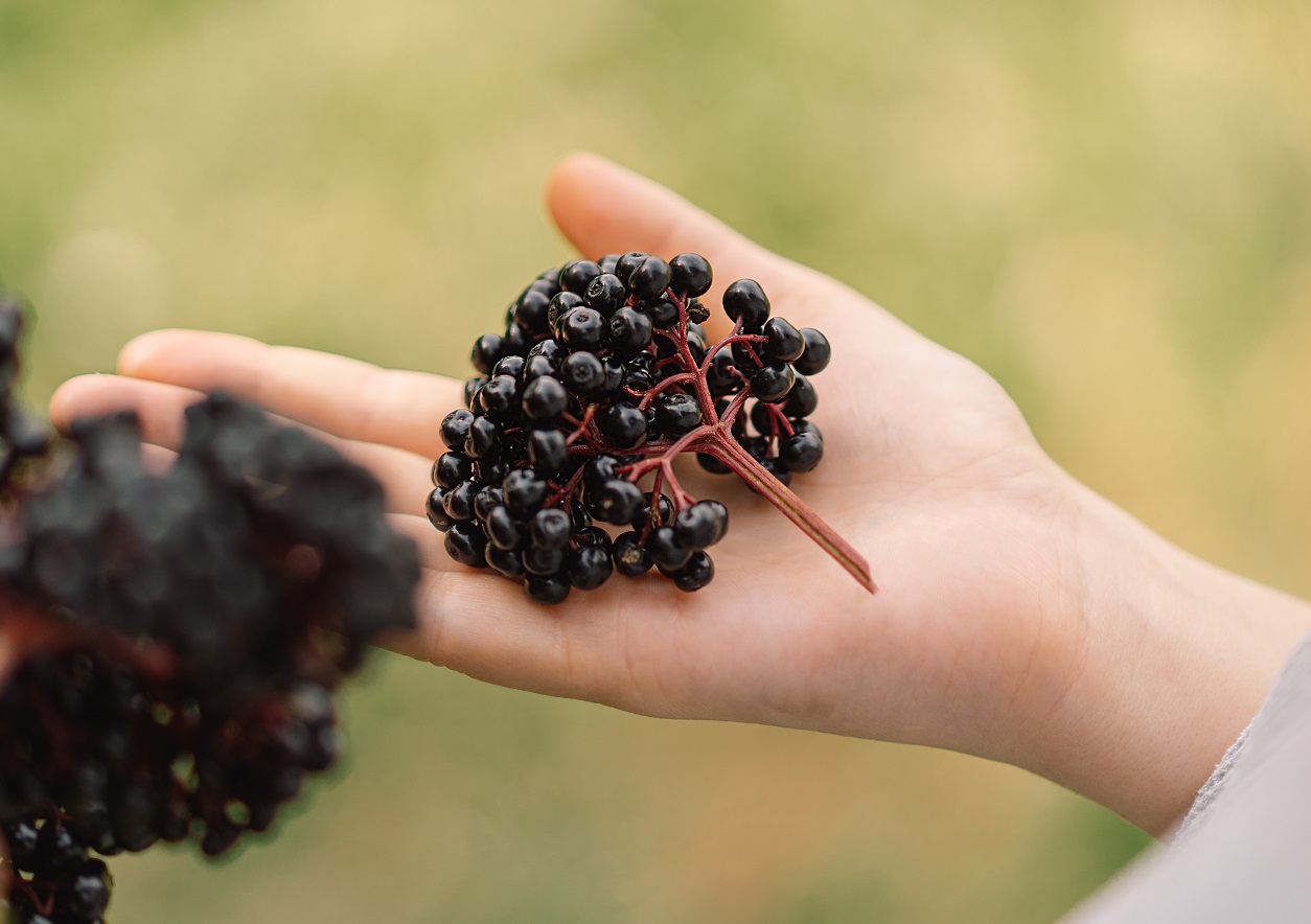 Girl holds in hands clusters fruit black elderberry.
