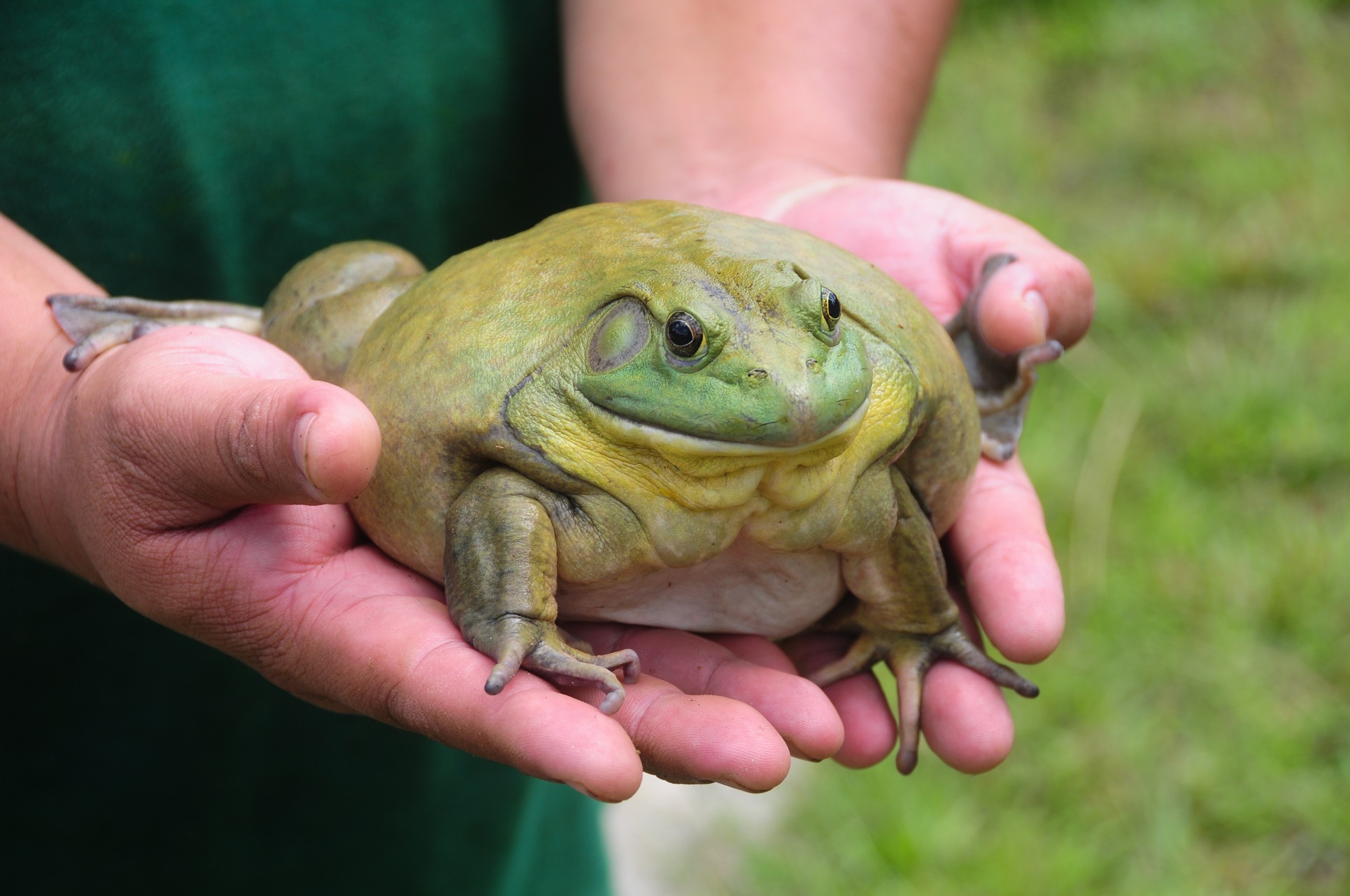 Giant African Bullfrog on hand.