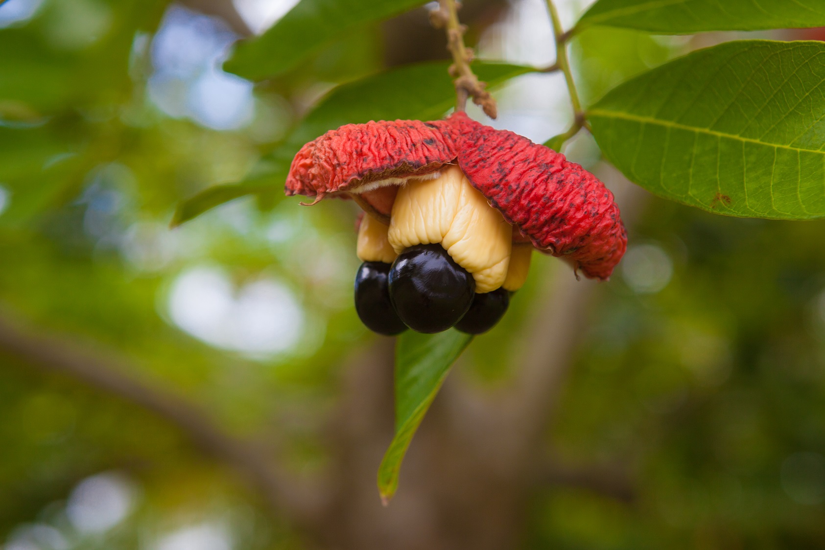 Ackee tree fruit.