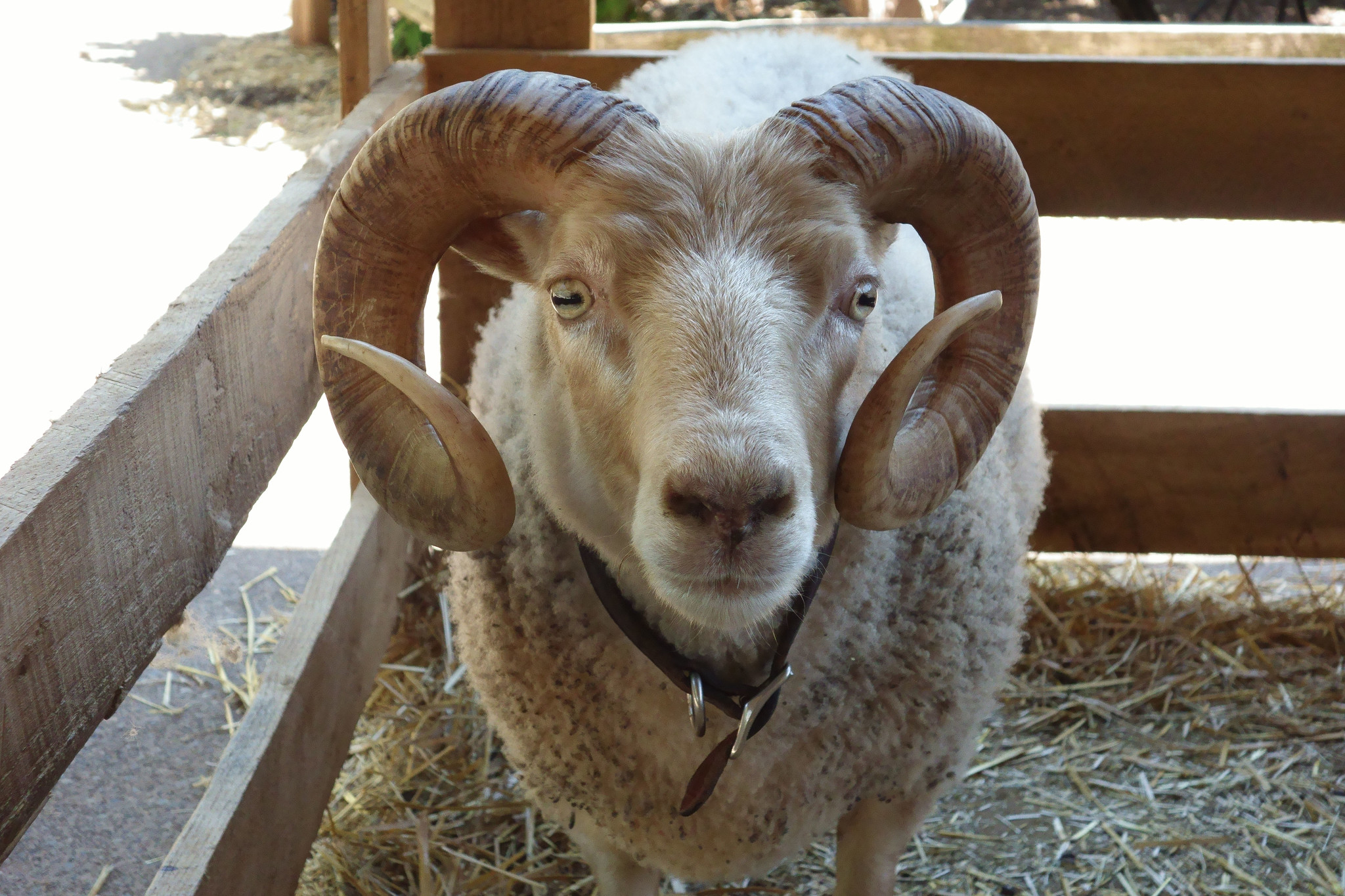 Ram Sheep in the Cedar Point