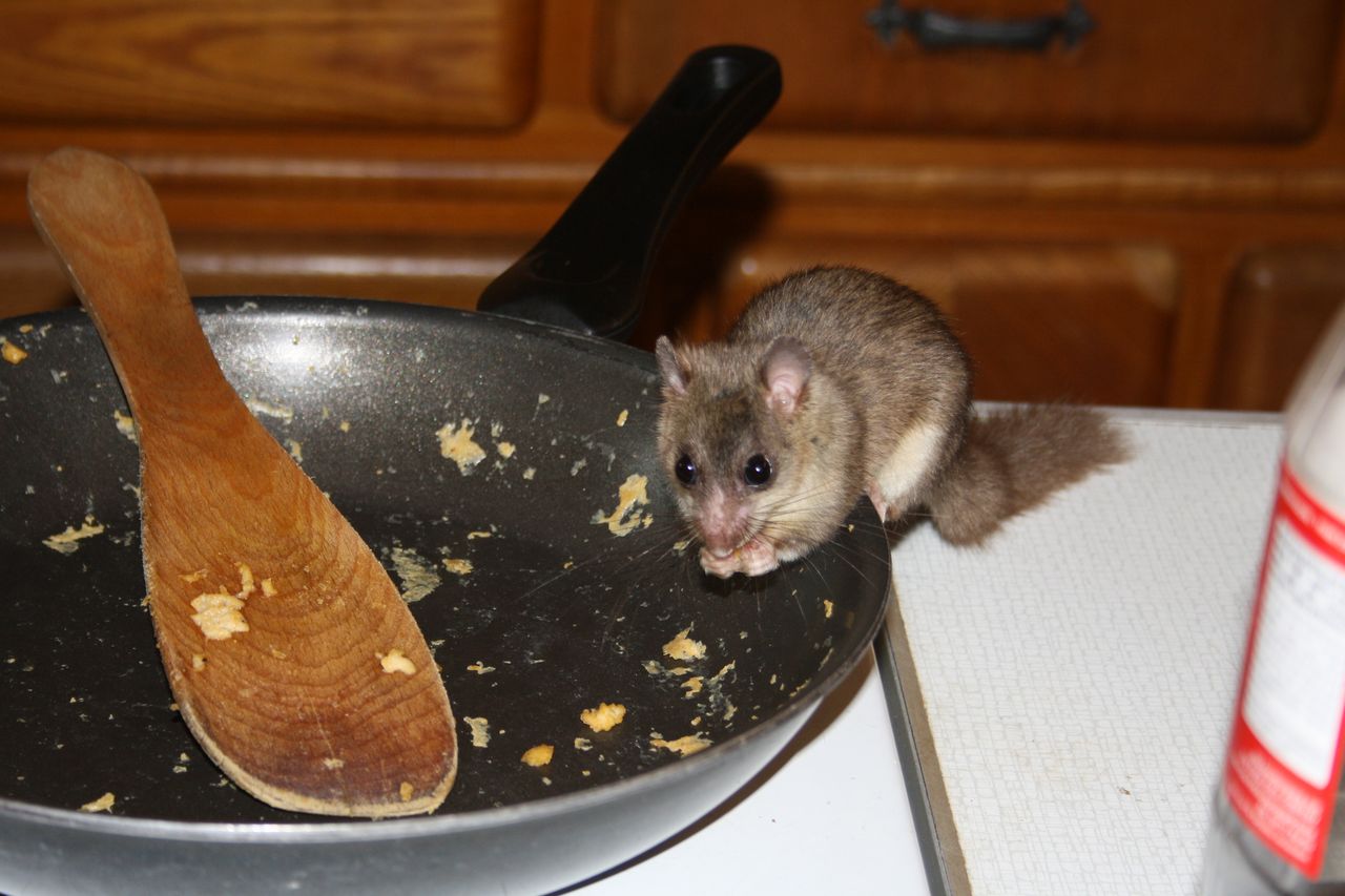 Dormice on the table.