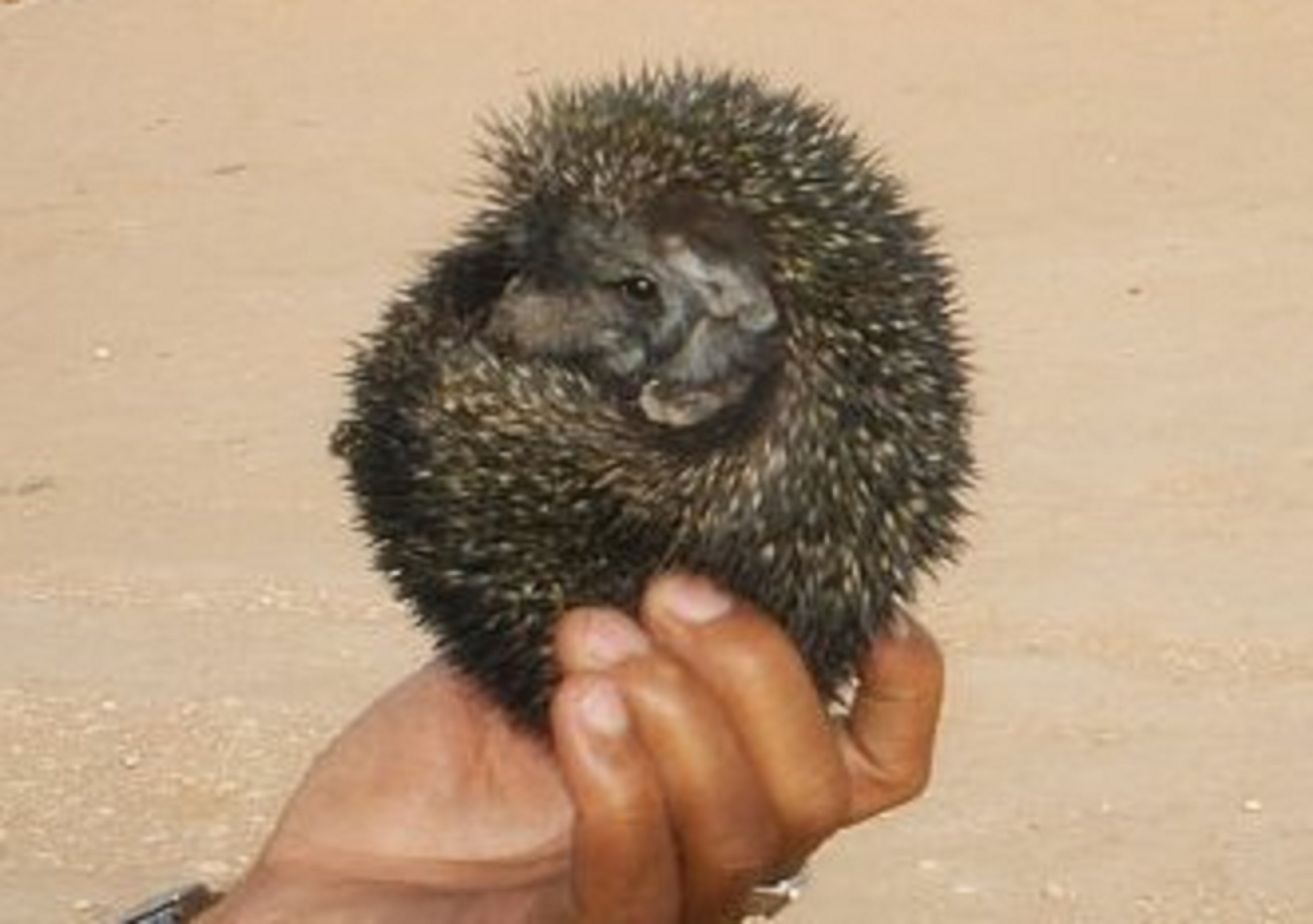 English: This photo of a Hedgehog was taken in Jaisalmer