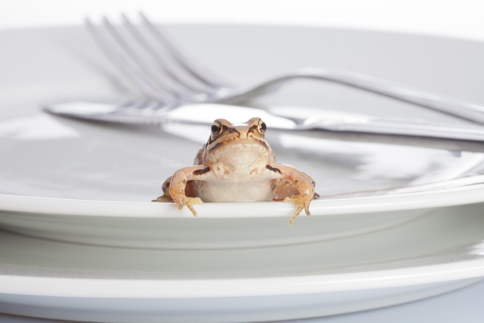 Frog sitting on the plate