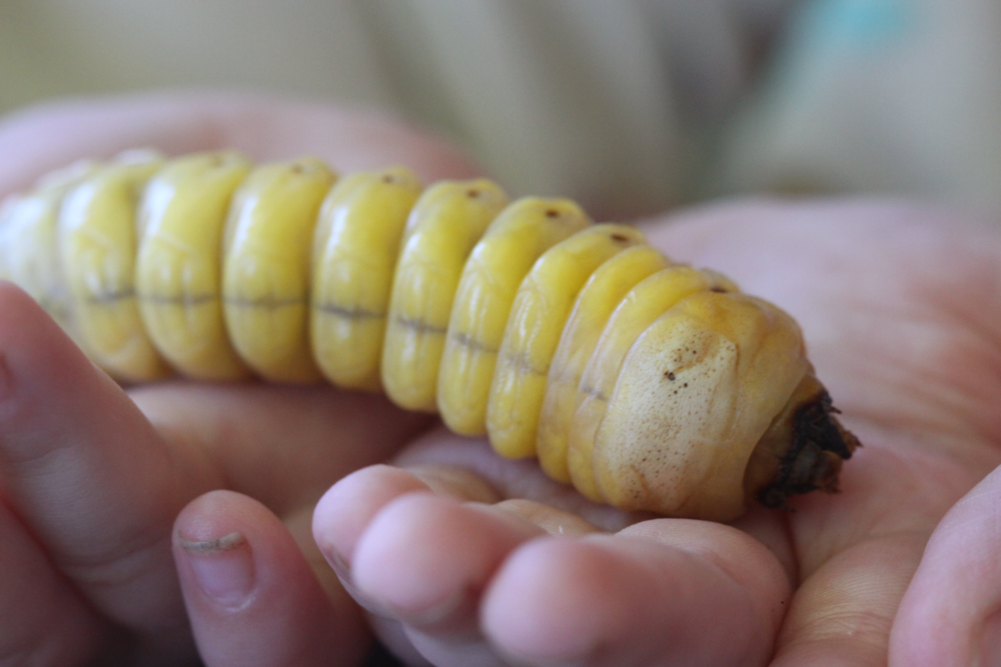 Witchetty Grub on hand.