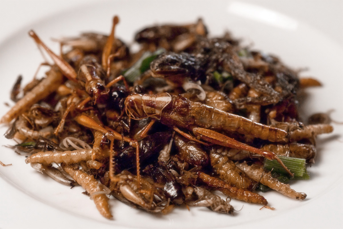 Plate of crispy deep-fried insects
