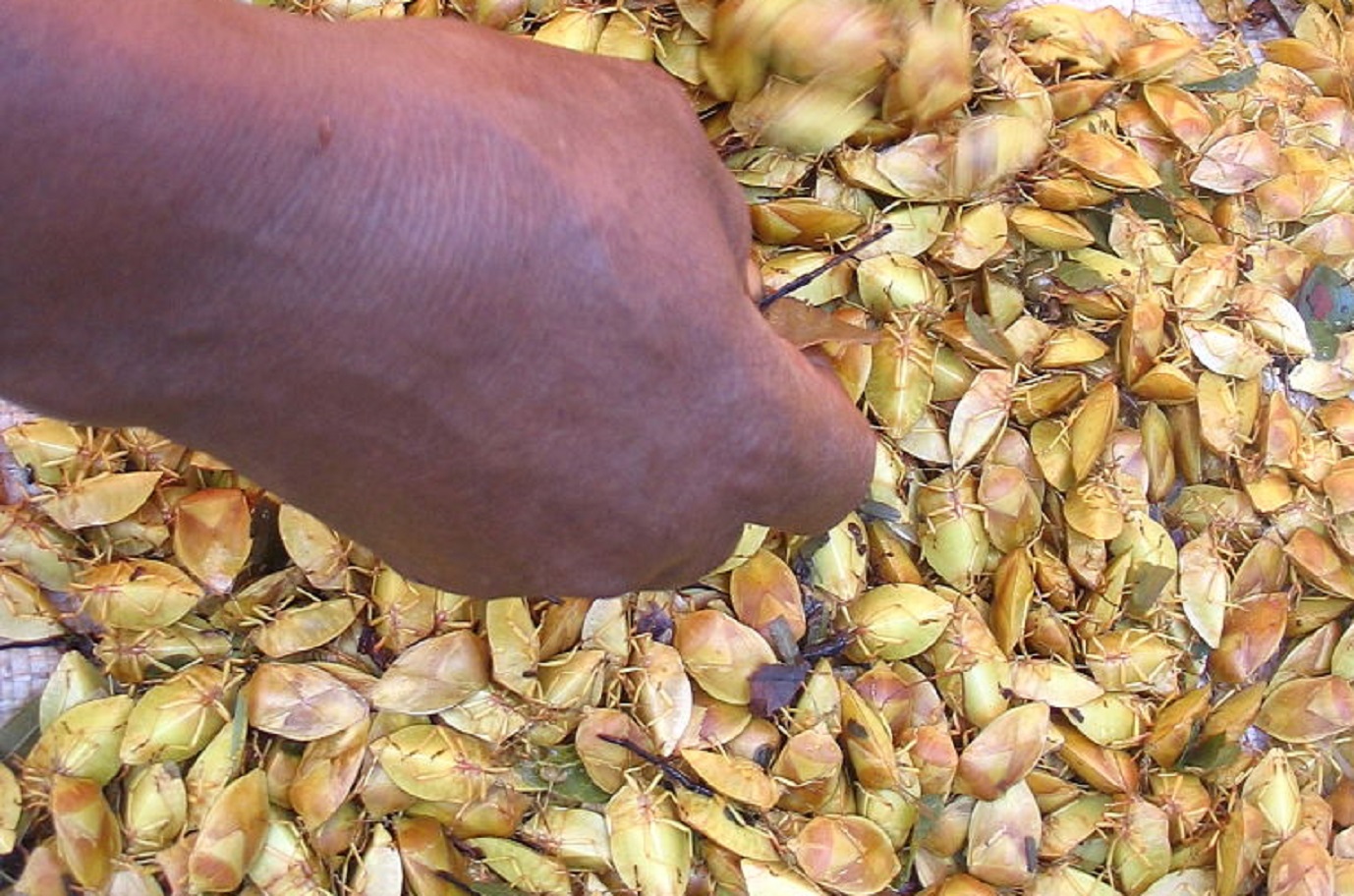 Harvesting of the edible stink bug Encosternum delegorguei in South Africa.