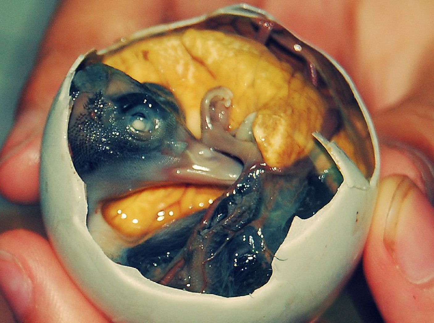 A balut or balot is a developing duck embryo that is boiled and eaten in the shell.