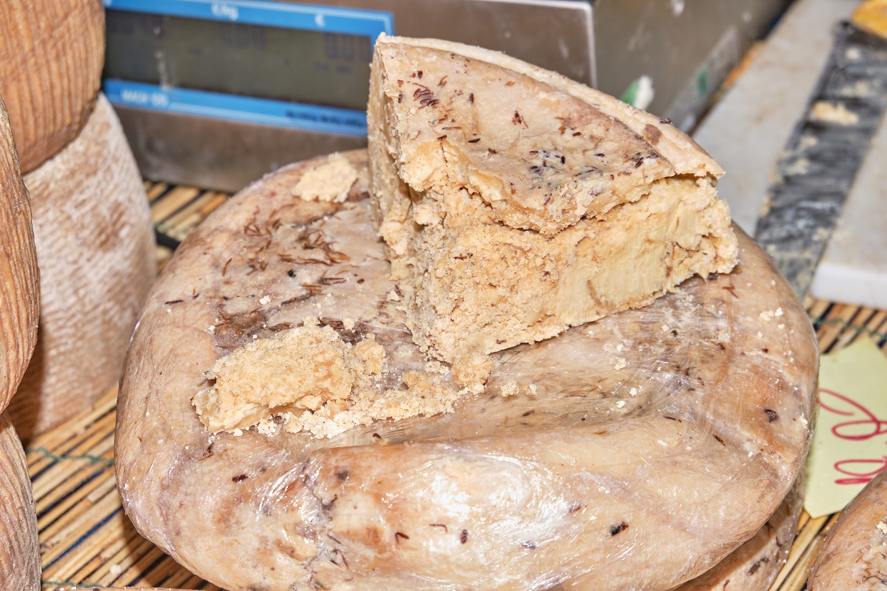 Casu Marzu, sardinian cheese with larvae of Piophila Casei