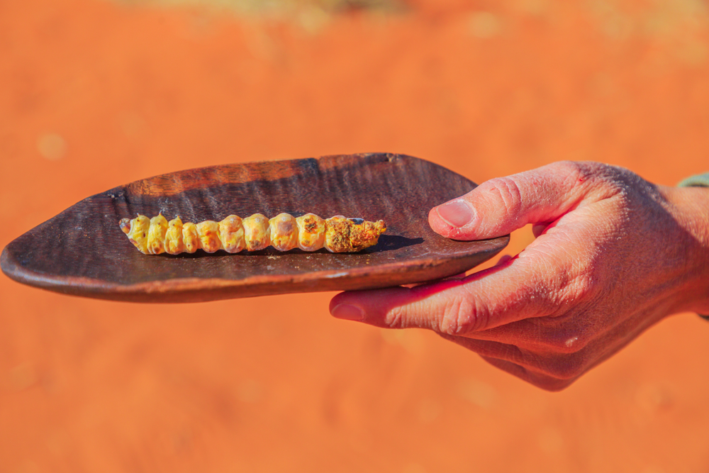 Hand of woman holds on a bush tucker food with a Witchetty grubs grilled