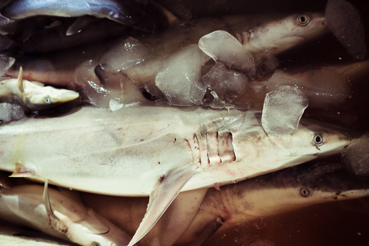 Hákarl, a culinary adventure from Iceland, showcases fermented shark meat with a distinct aroma and robust flavor.