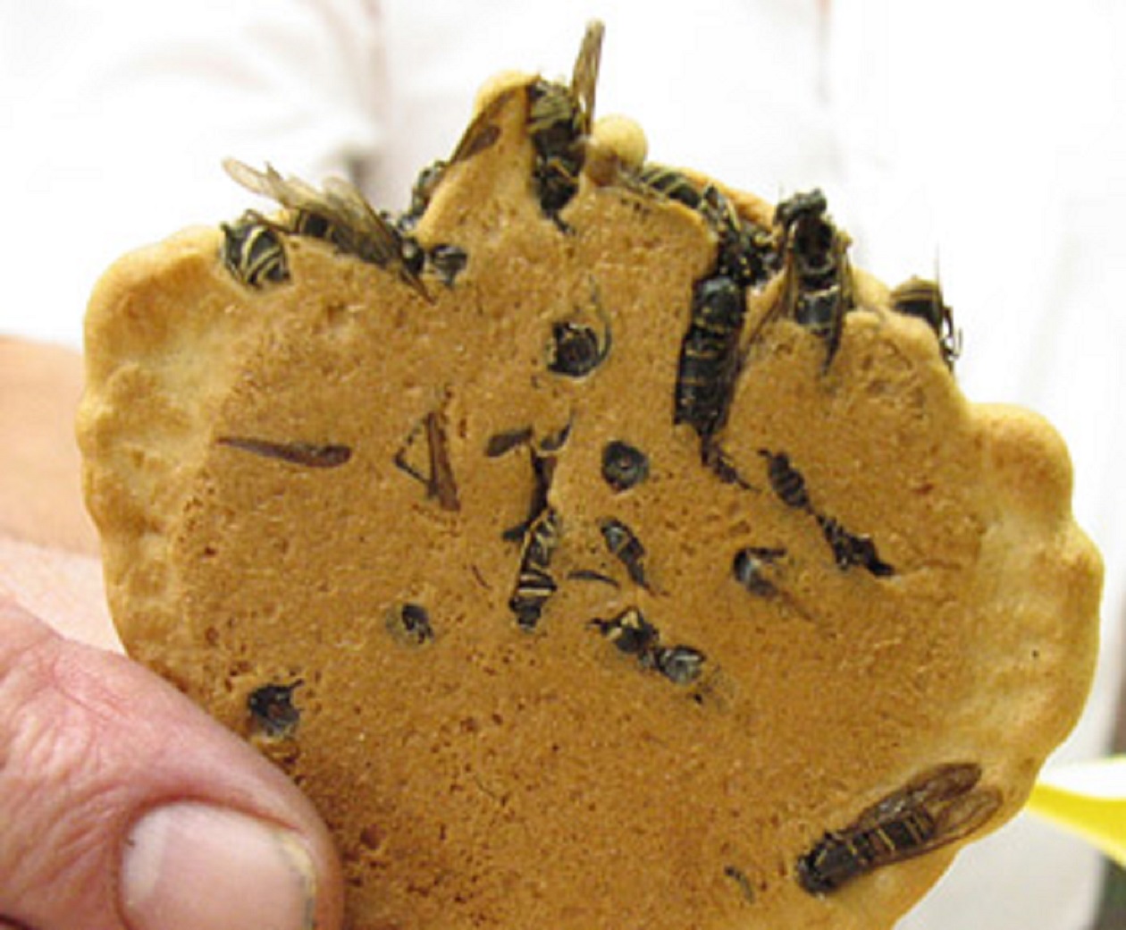 Wasp Cookie - Japan.