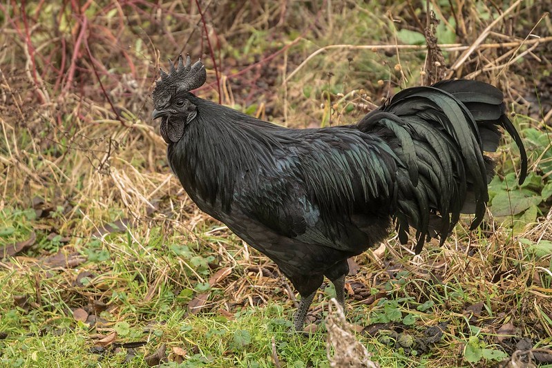 Ayam Cemani Black Chicken in nature
