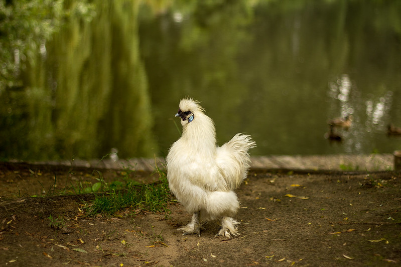 The White Silkie chicken