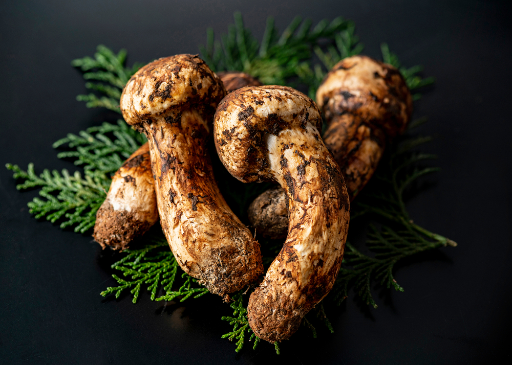 image of Matsutake mushrooms