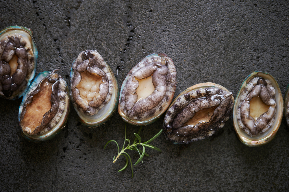 Fresh raw abalone on marble
