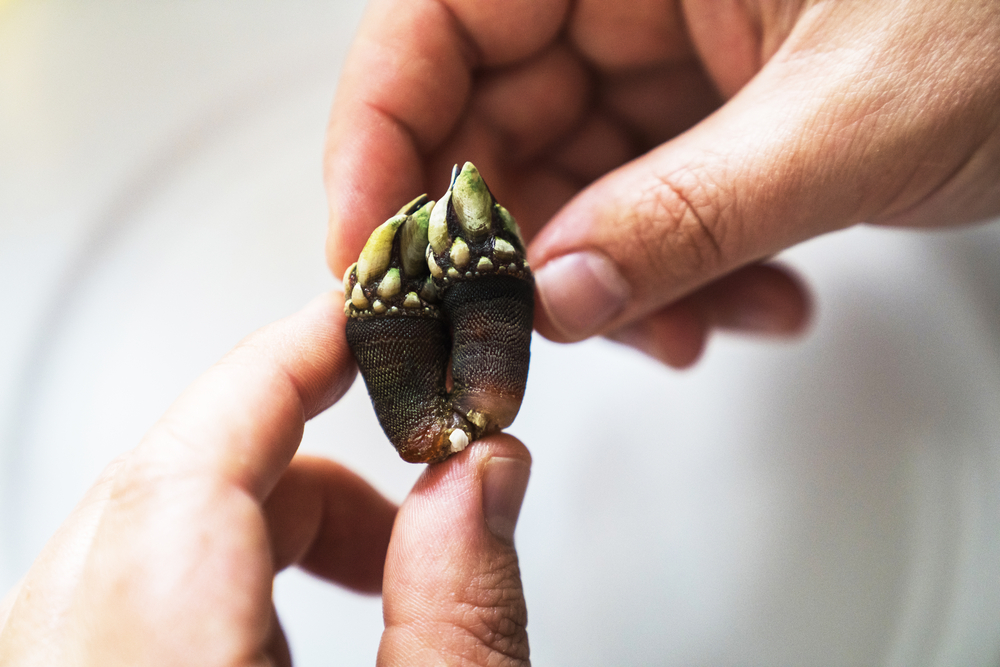 person holding Goose neck barnacles
